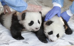 
					Berlinski zoo vrt otkrio imena i pol dva mladunčeta pande 
					
									