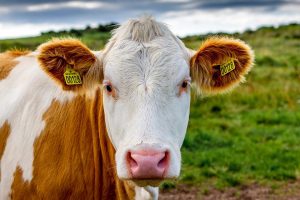 Besplatna aplikacija za bolju ishranu i mlečnost krava