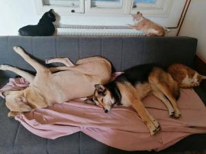 Besplatna sterilizacija i pregledi vlasničkih pasa u Nišu