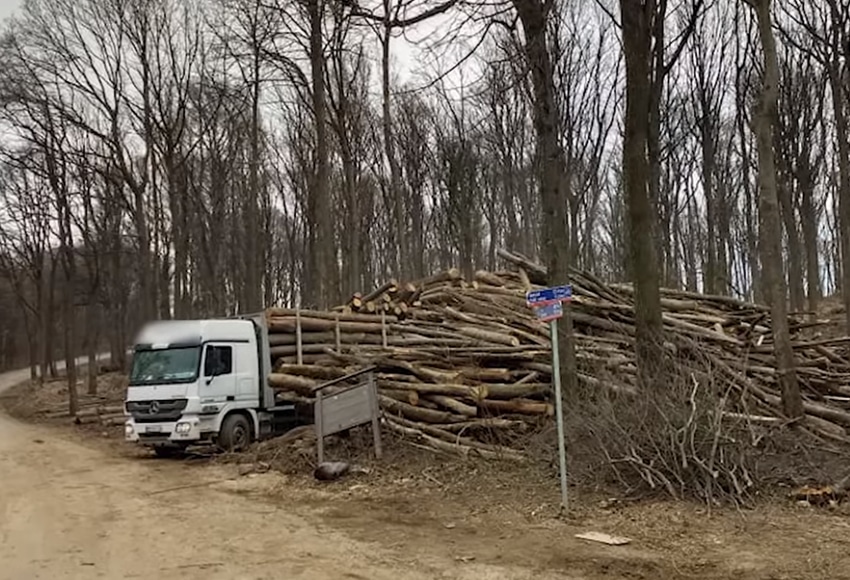 Bespoštedna seča drveća u Nacionalnom parku Fruška gora (VIDEO)
