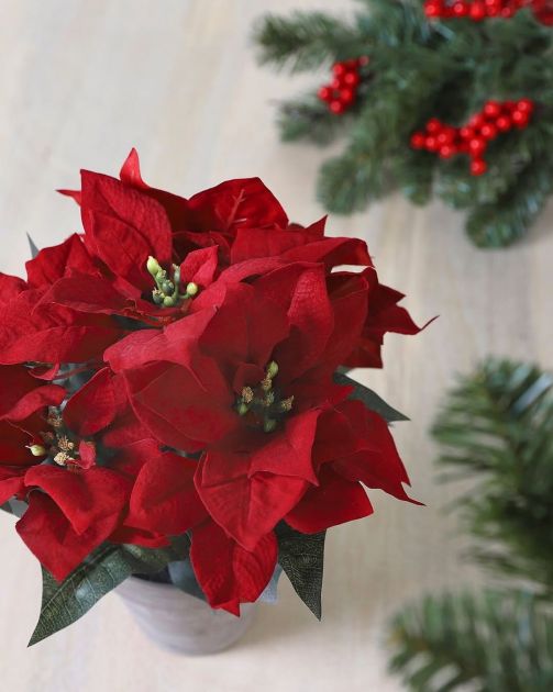 Bez Božićne zvezde ne možemo da zamislimo praznike – a znate li kakvu simboliku ova biljka nosi?