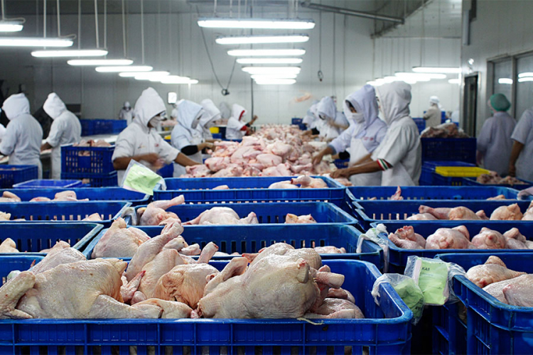 BiH ispunila uslove za izvoz piletine u EU