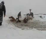 Bili su na ivici smrti: Konji upali u zaleđeno jezero, farmeri ih spasili VIDEO