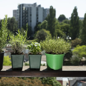 Biljke koje teraju komarce idealne za terasu ili balkon