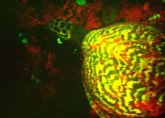 Biolozi otkrili kornjača koje svetle u mraku VIDEO
