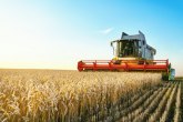 Bizarna krađa: Sa tuđe njive požnjeo 35 tona pšenice, vrednost najmanje 6.000 evra