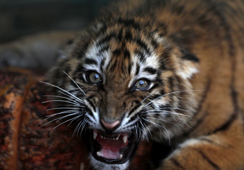 Bizarna nesreća u Engleskoj: Tigar ubio čuvarku u zoološkom vrtu (VIDEO)