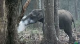 Bizarno ponašanje slona ostavilo naučnike bez odgovora
