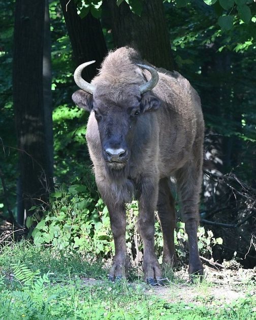 Bizon pobegao iz Nacionalnog parka Fruška gora, apel građanima da mu ne prilaze