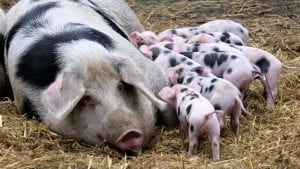 Blic: Obustavlja se vakcinacija svinja
