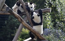 
					Blizanci pande u Berlinskom zoo vrtu proslavili prvi rođendan 
					
									