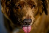 Bobi, najstariji pas na svetu, proslavio 31. rođendan FOTO