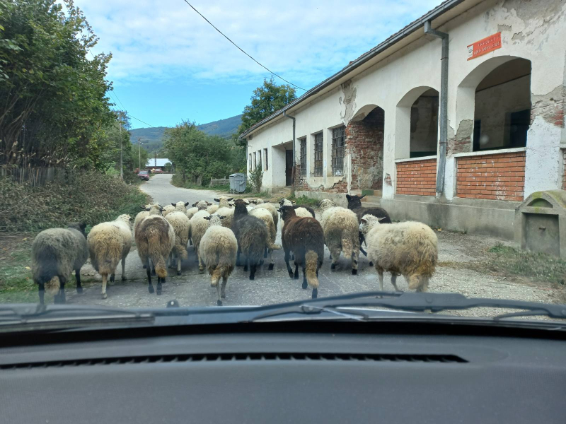 Bolest plavog jezika potvrđena na teritoriji opštine Bosilegrad: Sve mere preduzete, zdravlje ljudi nije ugroženo