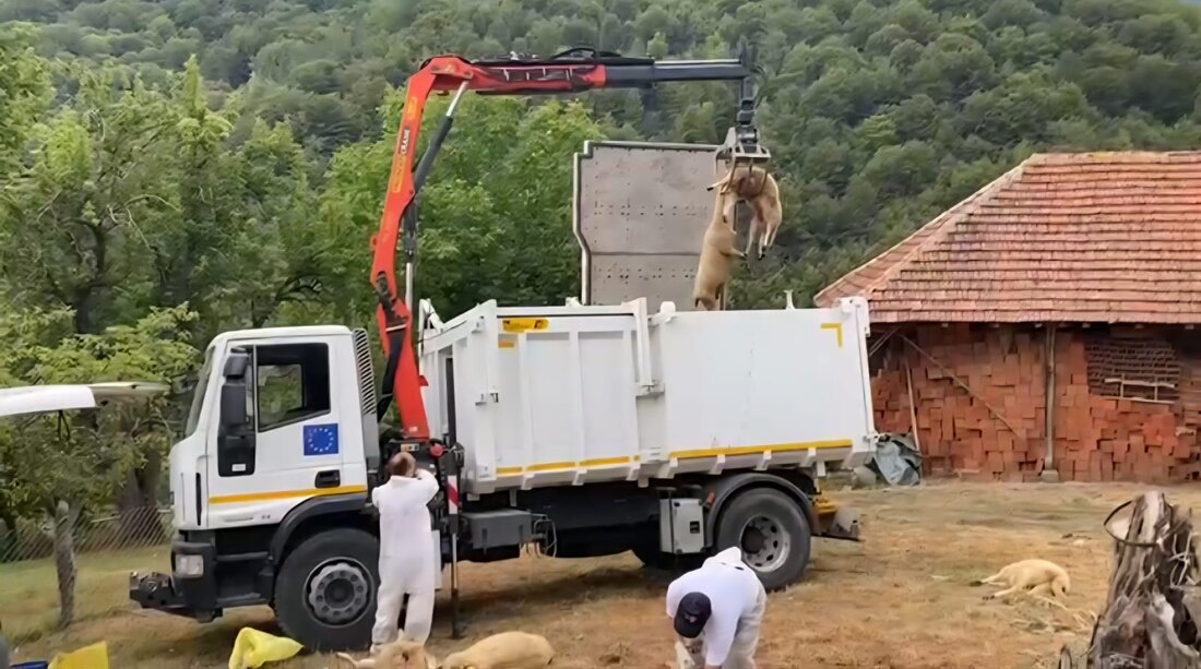 Bolest plavog jezika potvrđena u Bosilegradu, zdravlje ljudi nije ugroženo