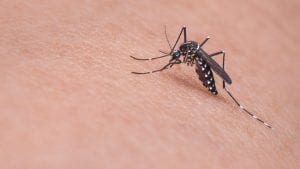Bolesti koje prenose krpelji i komarci