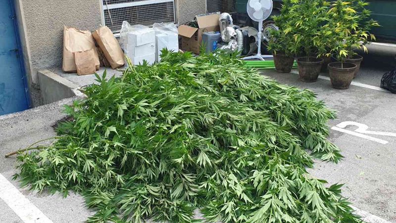 Boranin uzgajao 91 kilogram marihuane