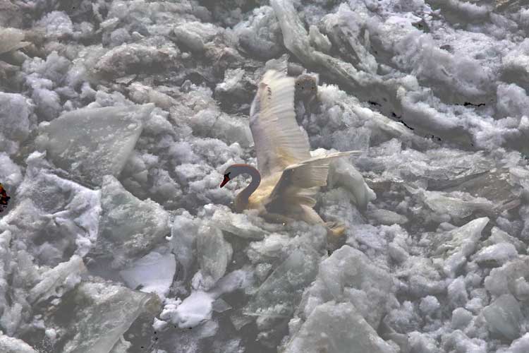 Borba ljudi i životinja sa ledom na Dunavu