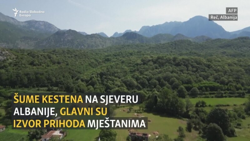 Borba sa osama koje uništavaju kestenje u Albaniji