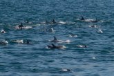 Britanci: Rusi imaju najmanje četiri nivoa zaštite Sevastopolja, a tu si i delfini...