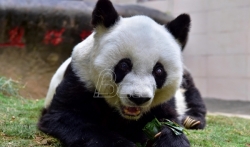 Broj džinovskih pandi raste ali je stanište sve manje