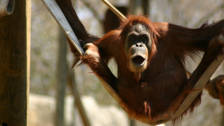 Broj orangutana na Borneu od 1999. godine pao za 100.000