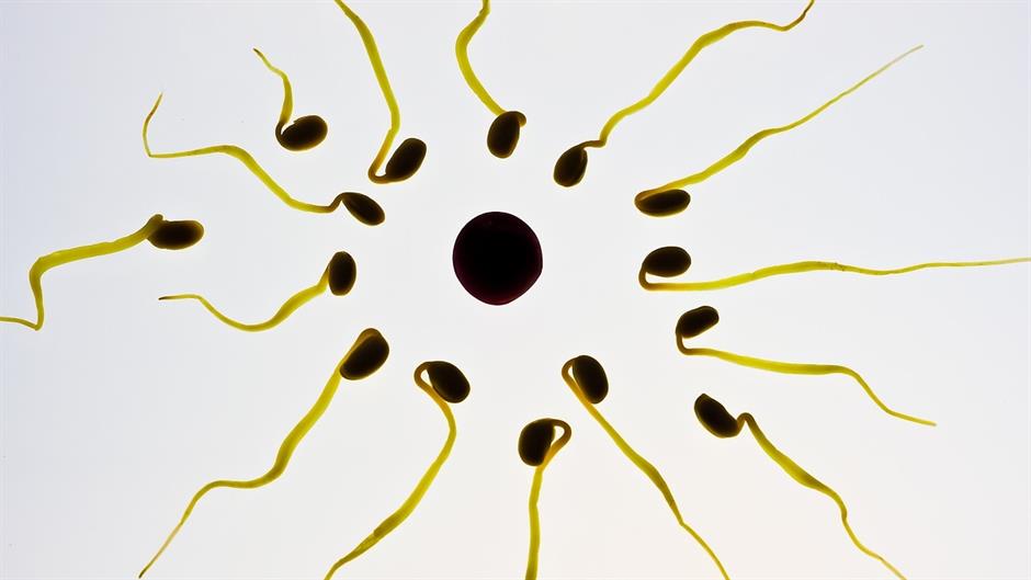 Broj spermatozoida vrtoglavo pada, ljudima preti izumiranje