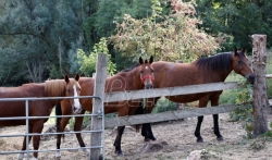 Brojna hapšenja i više od 150 istraga u Francuskoj zbog serije napada na konje
