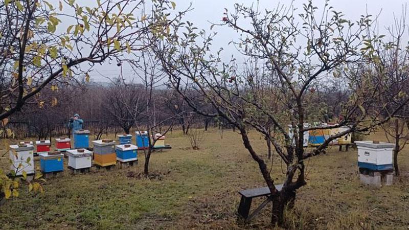 Brzi razvoj pčelarstva na teritoriji grada Bora