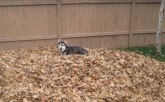 Buč je zimski pas koji obožava jesenje čarolije VIDEO