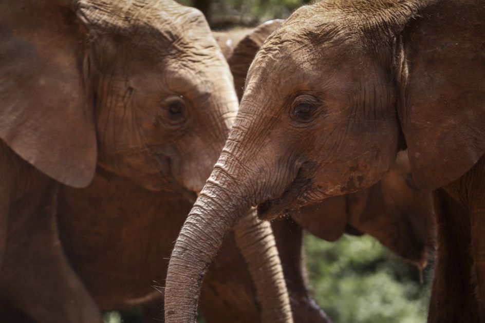 Budimpešta: U zoološkom vrtu rođen slončić