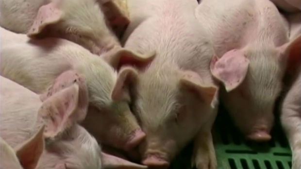 Bugarska, eutanazirano 100 hiljada svinja zbog svinjske groznice