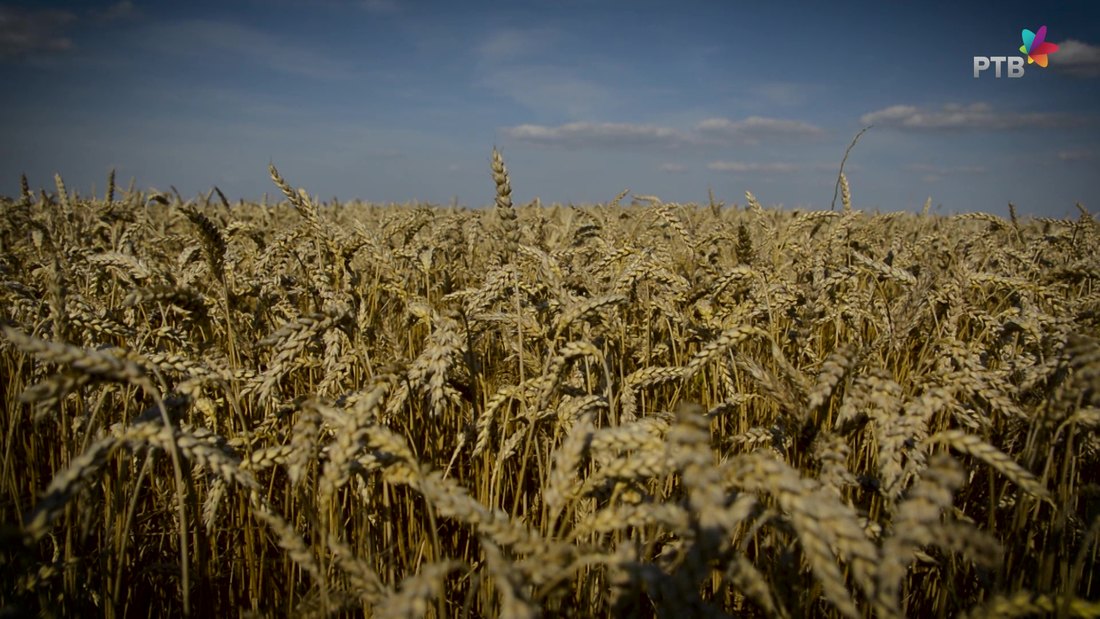 Bugarska uvela privremenu zabranu uvoza prehrambenih proizvoda iz Ukrajine