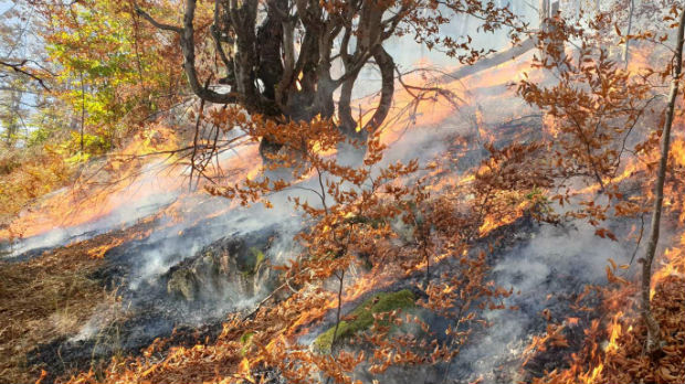 Bukte požari u Srbiji – vanredna situacija i u Bosilegradu, čeka se ruski iljušin