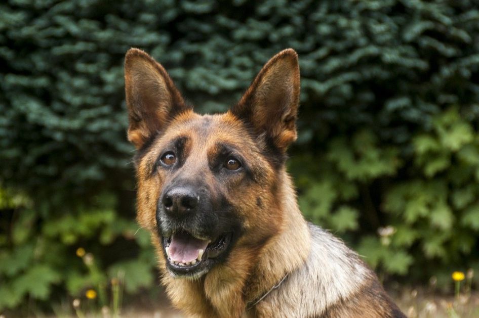 Bundesver obučava pse na prepoznavanje korone