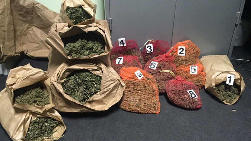 ČIČA DILER: Policija zaplenila 36 kilograma marihuane (FOTO)