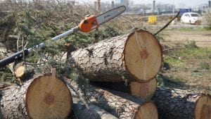 CINS: Srbija izgubila 2,5 milijarde dinara zbog ilegalne seče šuma uz administartivnu liniju