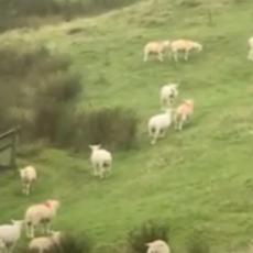 ČUDAN FENOMEN! Na stotine ovaca se odjednom samo ukočilo - nijedna ne mrda, NEVEROVATNO! (VIDEO)