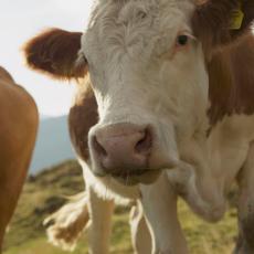 ČUDNO, ALI EFIKASNO: Krave sa VR naočarama daju bolje mleko?!