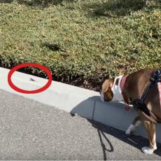 ČUDO NAD ČUDIMA! Ovaj pas je OPSEDNUT gušterima! Kad ga ugleda, počinje POTERA! (VIDEO)