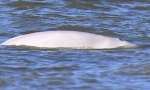 ČUDO U ENGLESKOJ: Beli kit zalutao u Temzu (FOTO)