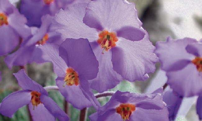 CVET PRIMIRJA: Simbol vaskrsenja i trajanja