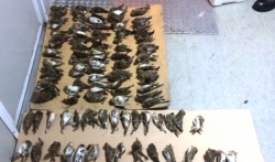 Carinici zaplenili 129 ubijenih zaštićenih ptica na Batrovcima