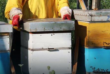 Cazinjanin pravi neobičan med: Ubedio pčele da UZIMAJU CVEKLU