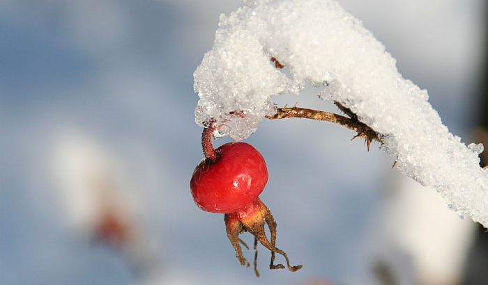 Čelarevo: Dežuraju u voćnjacima zbog niskih temperatura