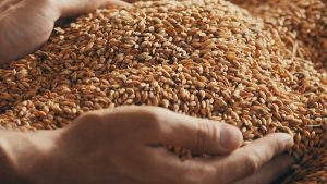 Cena pšenice manja za 5,4, a kukuruza za 0,7 posto