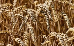 
					Cena pšenice od letos veća za 30 odsto, cena hleba još odoleva 
					
									