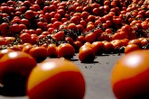 Cene paradajza duplirane: Umesto 50 i 80  sada  100 do 150 dinara