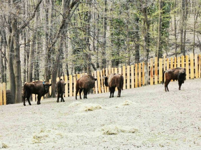 Centar za posmatranje životinja Nacionalnog parka Fruška gora (AUDIO)