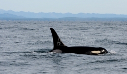 Centar za praćenje kitova: Uginula najstarija orka 