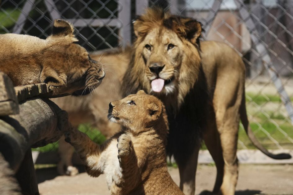 Češka: Četiri mladunčeta retke vrste berberskog lava došla na svet u zoo-vrtu